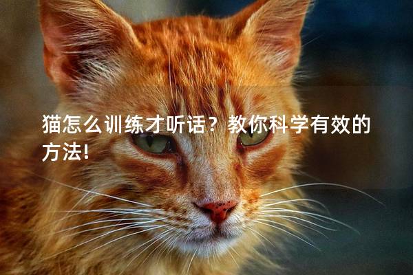 猫怎么训练才听话？教你科学有效的方法!