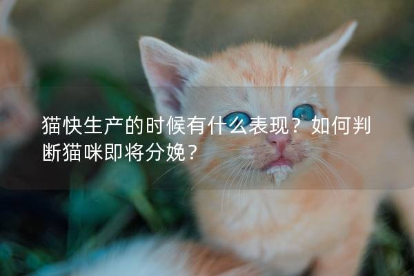 猫快生产的时候有什么表现？如何判断猫咪即将分娩？