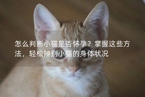 怎么判断小猫是否怀孕？掌握这些方法，轻松辨别小猫的身体状况