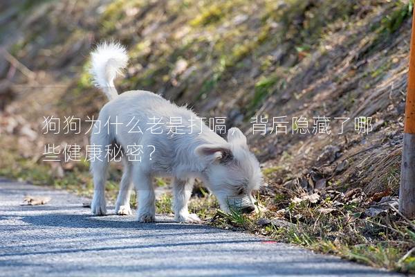 狗狗为什么老是打嗝，背后隐藏了哪些健康秘密？