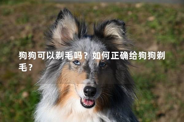 狗狗可以剃毛吗？如何正确给狗狗剃毛？