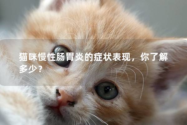 猫咪慢性肠胃炎的症状表现，你了解多少？