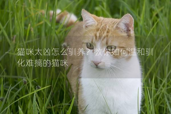 猫咪太凶怎么驯养？教你如何温和驯化难搞的猫咪