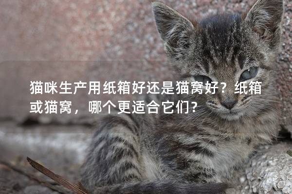 猫咪生产用纸箱好还是猫窝好？纸箱或猫窝，哪个更适合它们？