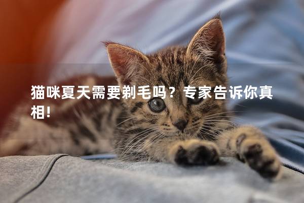 猫咪夏天需要剃毛吗？专家告诉你真相!