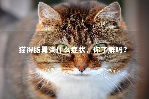 猫得肠胃炎什么症状，你了解吗？