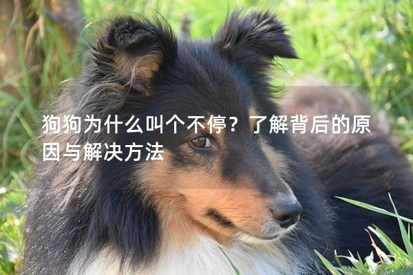 狗狗为什么叫个不停？了解背后的原因与解决方法