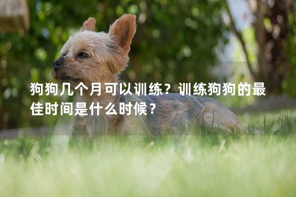 狗狗几个月可以训练？训练狗狗的最佳时间是什么时候？