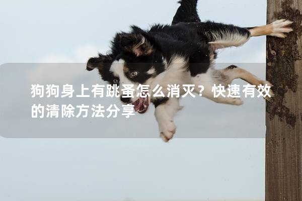 狗狗身上有跳蚤怎么消灭？快速有效的清除方法分享