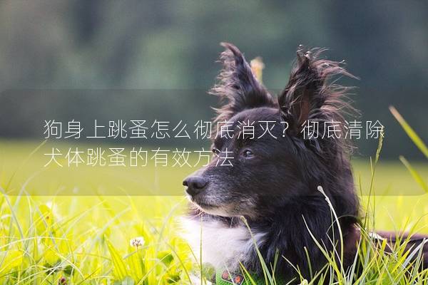 狗身上跳蚤怎么彻底消灭？彻底清除犬体跳蚤的有效方法