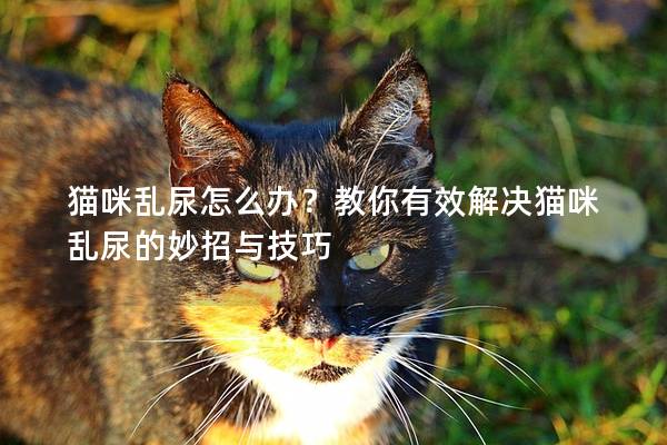 猫咪乱尿怎么办？教你有效解决猫咪乱尿的妙招与技巧