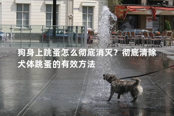 狗身上跳蚤怎么彻底消灭？彻底清除犬体跳蚤的有效方法