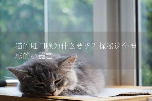 猫的肛门腺为什么要挤？探秘这个神秘的小器官