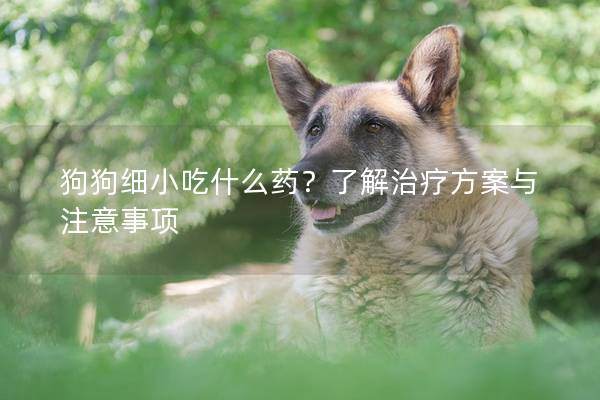 狗狗细小吃什么药？了解治疗方案与注意事项