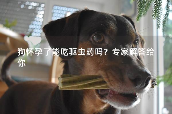 狗怀孕了能吃驱虫药吗？专家解答给你