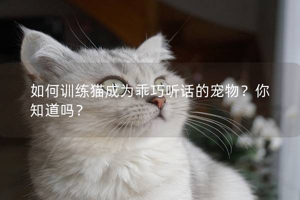 如何训练猫成为乖巧听话的宠物？你知道吗？