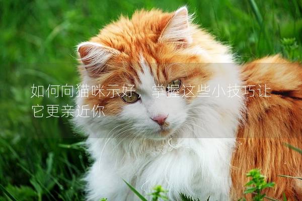 如何向猫咪示好，掌握这些小技巧让它更亲近你