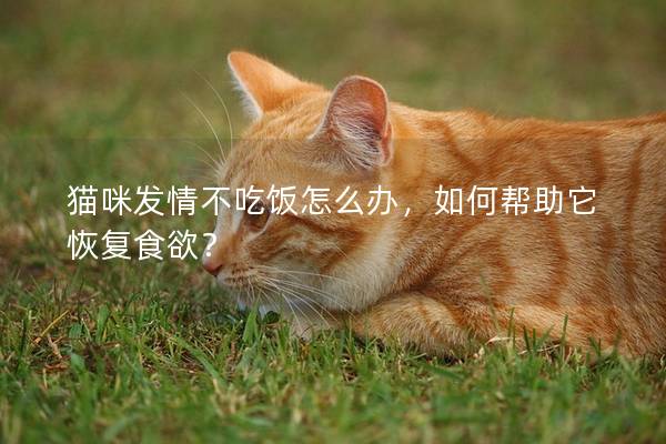 猫咪发情不吃饭怎么办，如何帮助它恢复食欲？