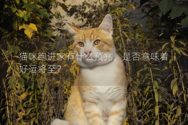 猫咪跑进家有什么预兆，是否意味着好运将至？