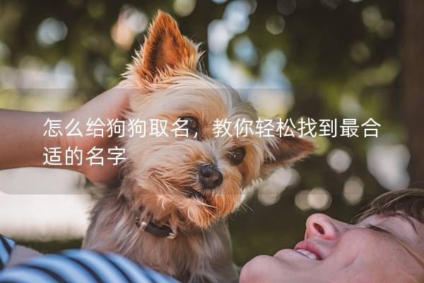 怎么给狗狗取名，教你轻松找到最合适的名字