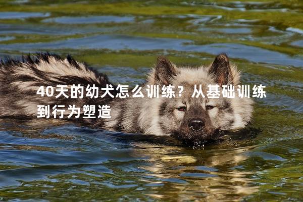 40天的幼犬怎么训练？从基础训练到行为塑造