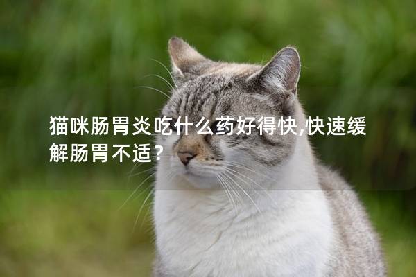 猫咪肠胃炎吃什么药好得快,快速缓解肠胃不适？