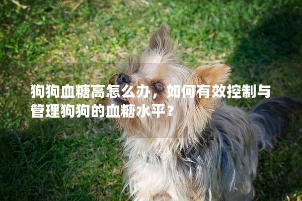 狗狗血糖高怎么办，如何有效控制与管理狗狗的血糖水平？