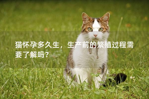 猫怀孕多久生，生产前的繁殖过程需要了解吗？