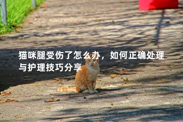 猫咪腿受伤了怎么办，如何正确处理与护理技巧分享