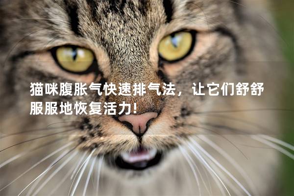 猫咪腹胀气快速排气法，让它们舒舒服服地恢复活力!