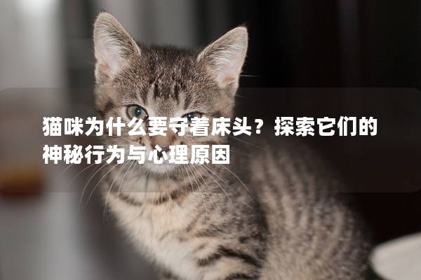 猫咪为什么要守着床头？探索它们的神秘行为与心理原因