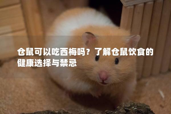 仓鼠可以吃西梅吗?了解仓鼠饮食的健康选择与禁忌 仓鼠可以吃西梅吗?了解仓鼠饮食的健康选择与禁忌