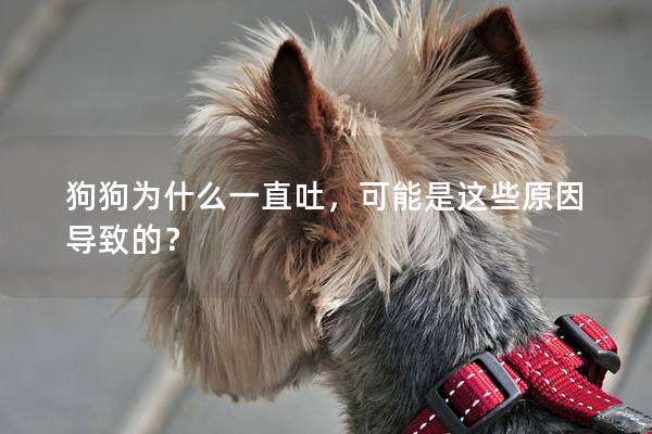 狗狗为什么一直吐，可能是这些原因导致的？