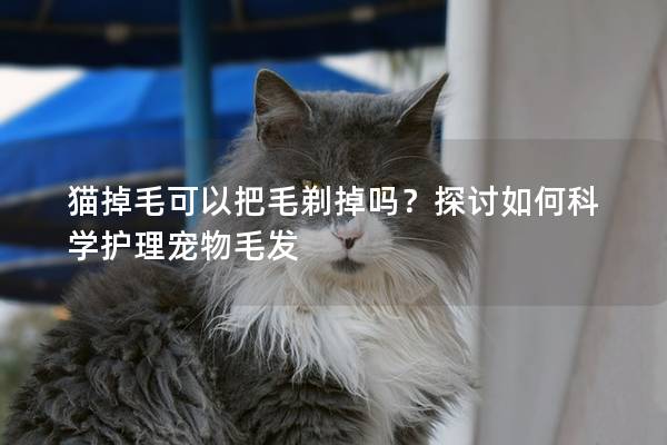 猫掉毛可以把毛剃掉吗？探讨如何科学护理宠物毛发