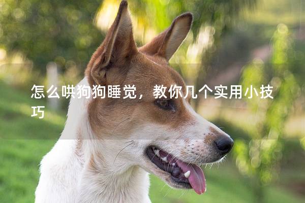 怎么哄狗狗睡觉，教你几个实用小技巧