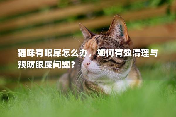 猫咪有眼屎怎么办，如何有效清理与预防眼屎问题？