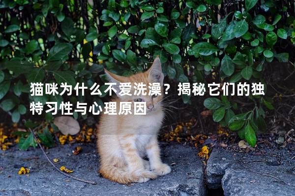 猫咪为什么不爱洗澡？揭秘它们的独特习性与心理原因