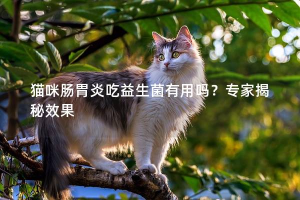 猫咪肠胃炎吃益生菌有用吗？专家揭秘效果