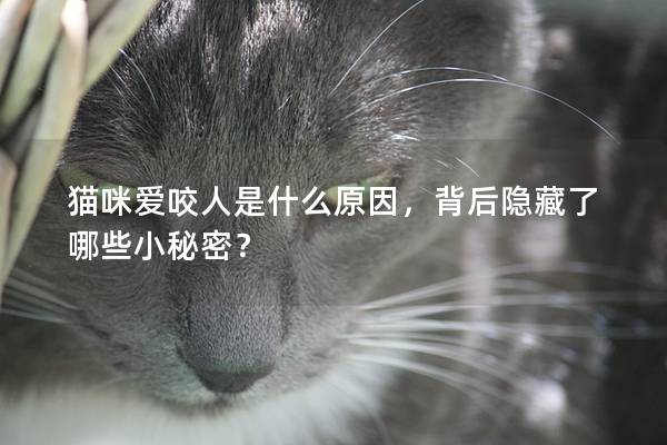 猫咪爱咬人是什么原因，背后隐藏了哪些小秘密？