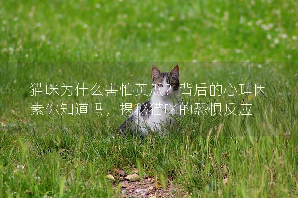 猫咪为什么害怕黄瓜？背后的心理因素你知道吗，揭秘猫咪的恐惧反应