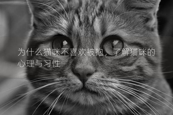 为什么猫咪不喜欢被抱，了解猫咪的心理与习性