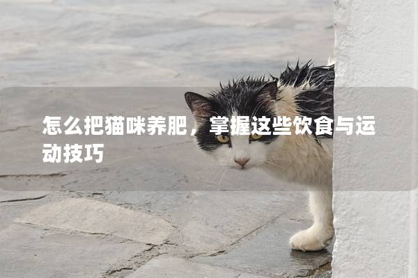 怎么把猫咪养肥，掌握这些饮食与运动技巧