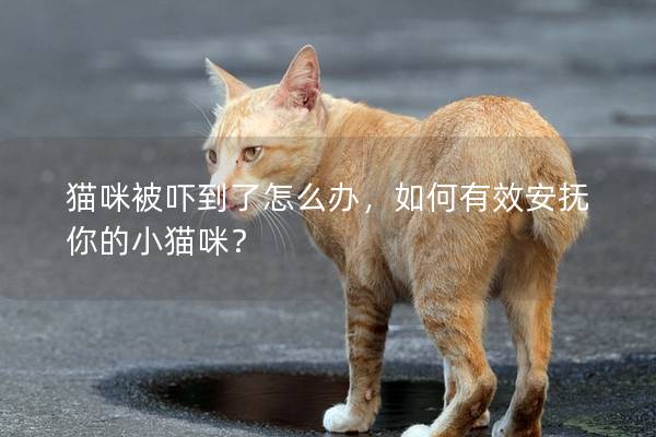 猫咪被吓到了怎么办，如何有效安抚你的小猫咪？