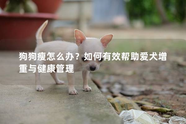 狗狗瘦怎么办？如何有效帮助爱犬增重与健康管理