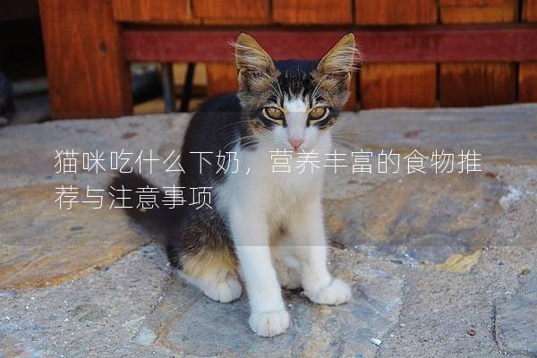 猫咪吃什么下奶，营养丰富的食物推荐与注意事项