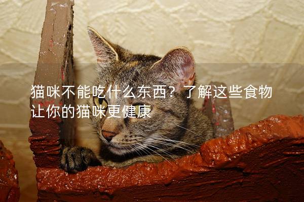 猫咪不能吃什么东西？了解这些食物让你的猫咪更健康