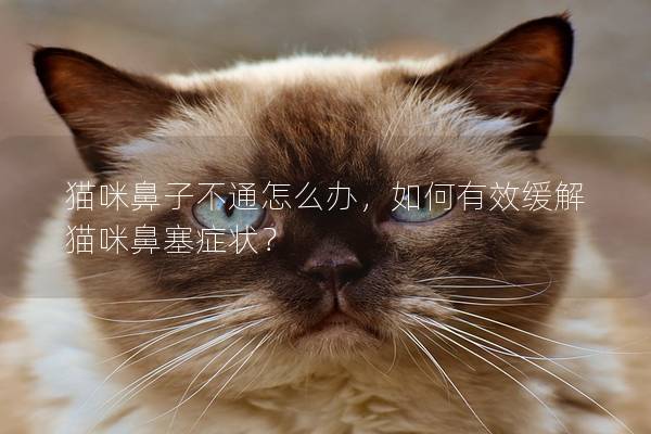 猫咪鼻子不通怎么办，如何有效缓解猫咪鼻塞症状？