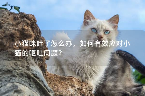 小猫咪吐了怎么办，如何有效应对小猫的呕吐问题？