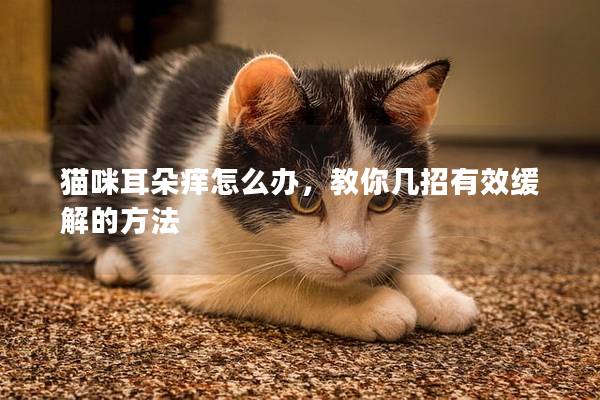 猫咪耳朵痒怎么办，教你几招有效缓解的方法