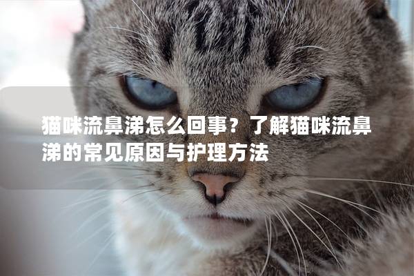 猫咪流鼻涕怎么回事？了解猫咪流鼻涕的常见原因与护理方法